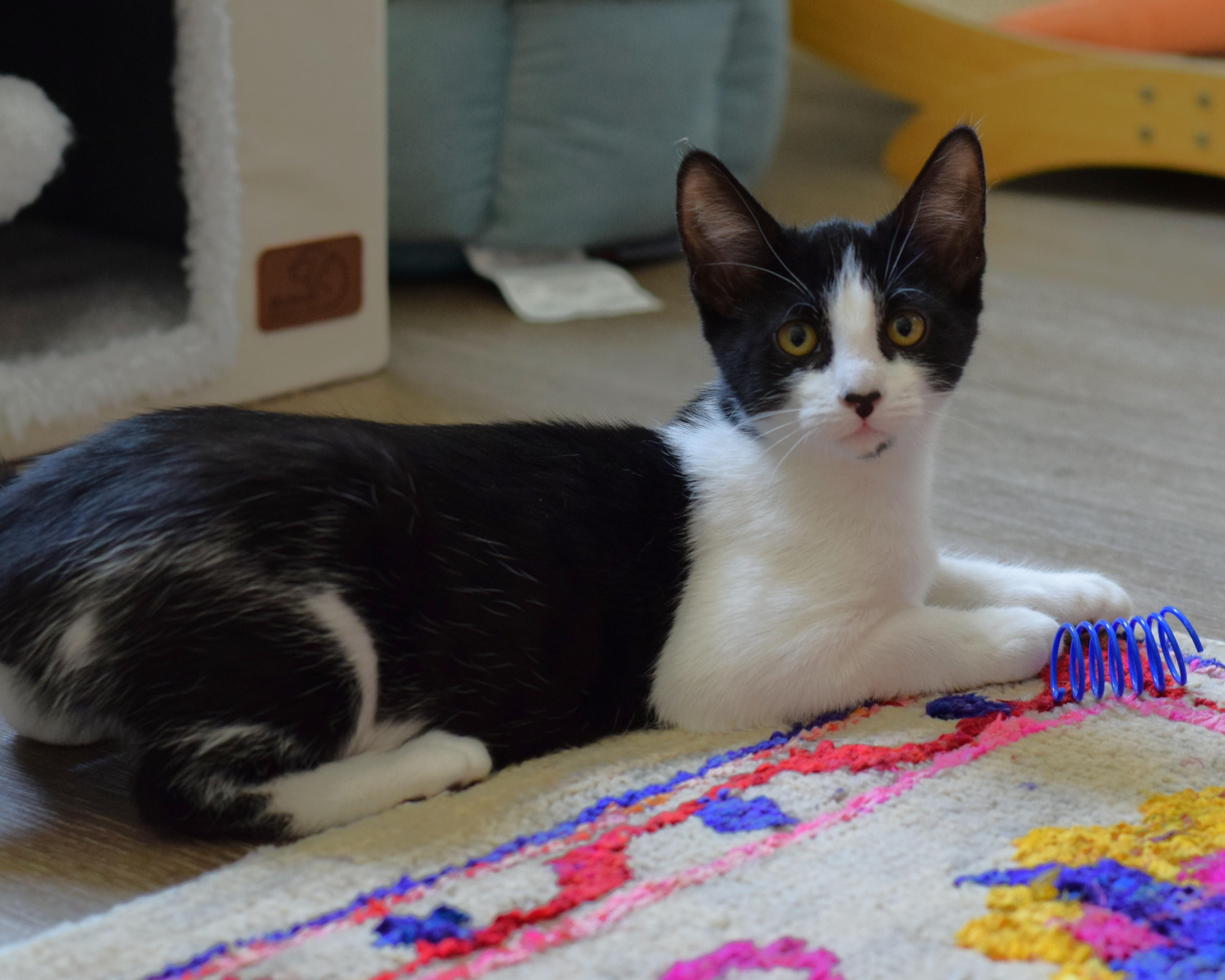 Enlarge Bessie, a Adoptable Domestic Short Hair in Mt Pleasant, SC image 6/6