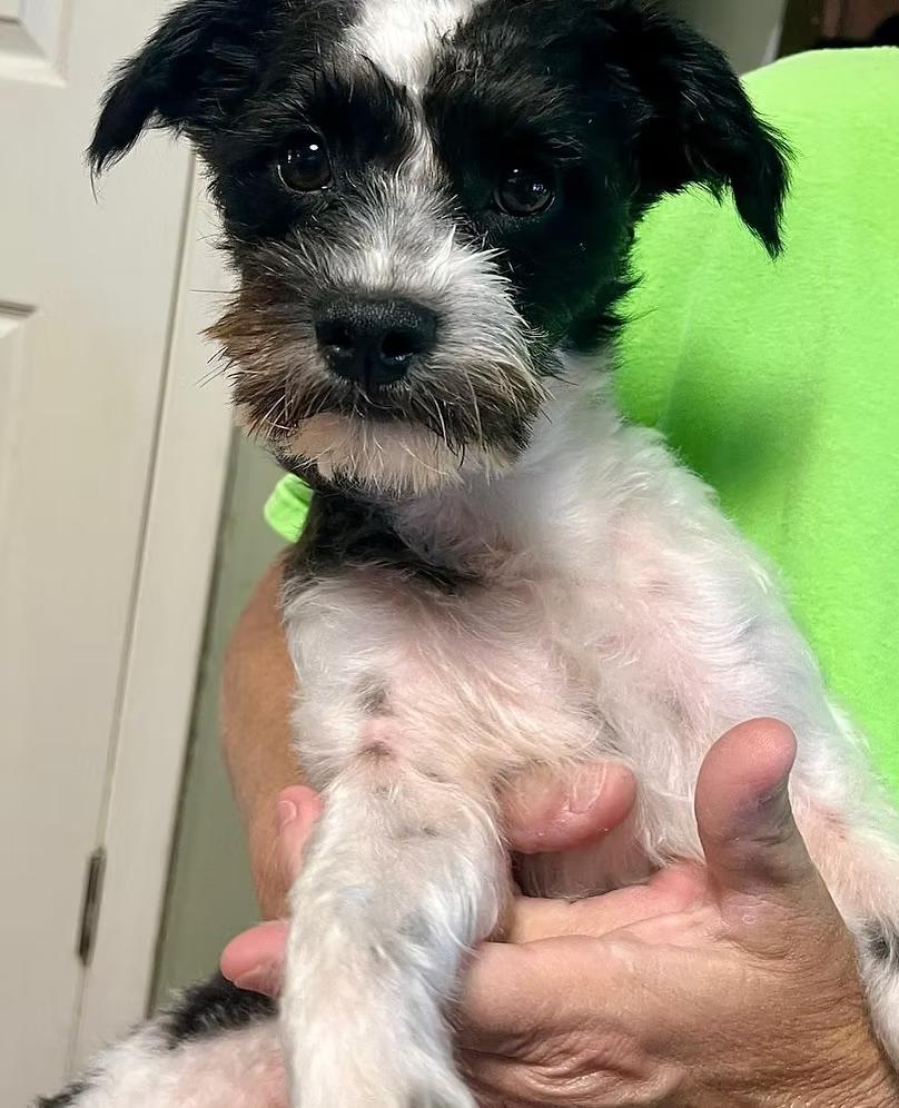 Buddy - in Maine, Adopted, Young Male Terrier.