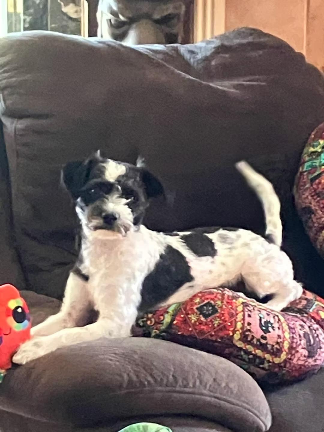 Buddy - in Maine, a Adopted mixed breed in Kennebunkport, ME image 2/2