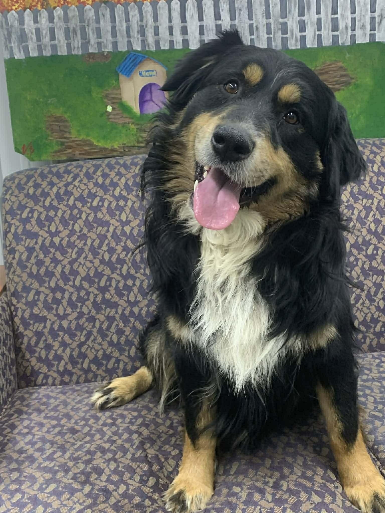 Sam CS , ADOPTABLE, Adult Male Australian Shepherd.