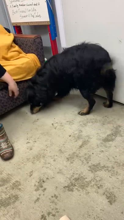 Enlarge Sam CS , a ADOPTABLE mixed breed in Columbia, MD video 3/3