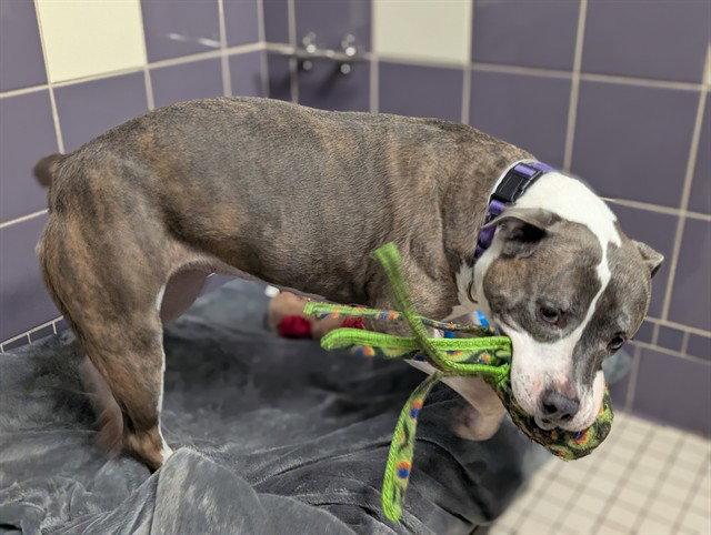 Leela, Adoptable, Adult Female Pit Bull Terrier.