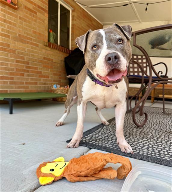 Enlarge Leela, a Adoptable Pit Bull Terrier in Fort Collins, CO image 2/2
