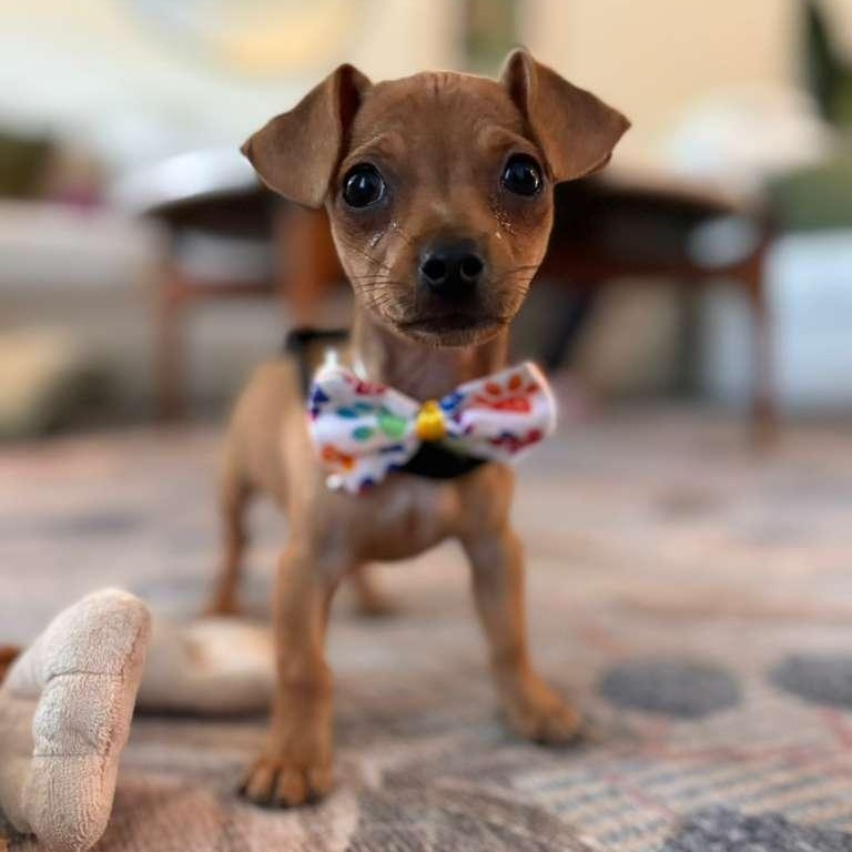 Enlarge Kyzer, an adopted mixed breed in Portage, WI image 2/6