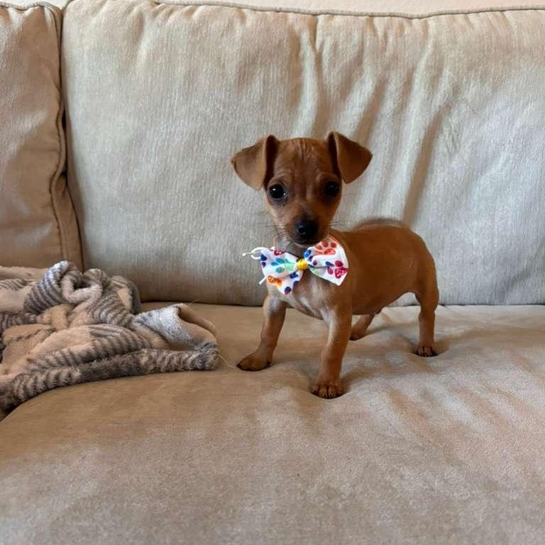 Enlarge Kyzer, an adopted mixed breed in Portage, WI image 3/6