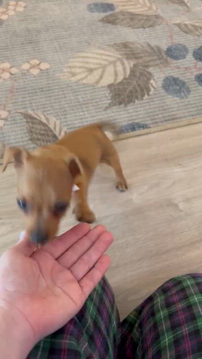 Enlarge Kyzer, an adopted mixed breed in Portage, WI video 6/6