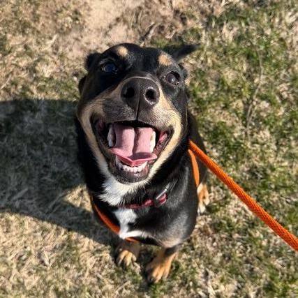 Honey Bun, Adoptable, Young Female Australian Shepherd & Mixed Breed.