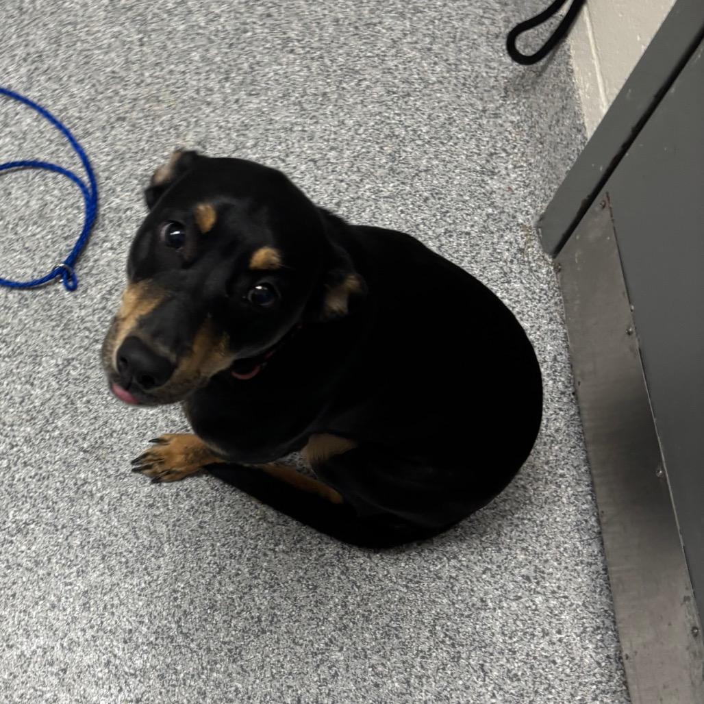 Enlarge Honey Bun, a Adoptable mixed breed in Grand Rapids, MI image 2/2