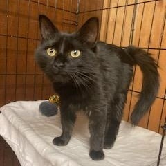 Enlarge PA - Lenore, a Adoptable mixed breed in Norristown, PA image 1/5