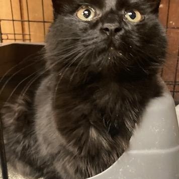 Enlarge PA - Lenore, a Adoptable mixed breed in Norristown, PA image 2/5