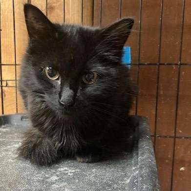 Enlarge PA - Lenore, a Adoptable mixed breed in Norristown, PA image 3/5