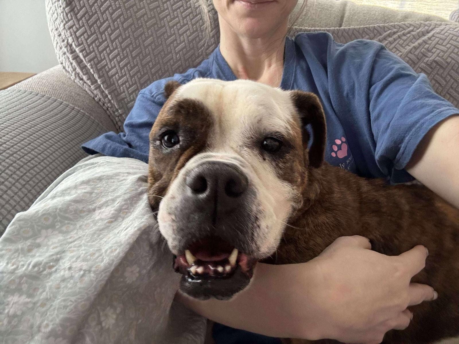 Enlarge Berta, a Adopted American Bulldog in Raleigh, NC image 2/3