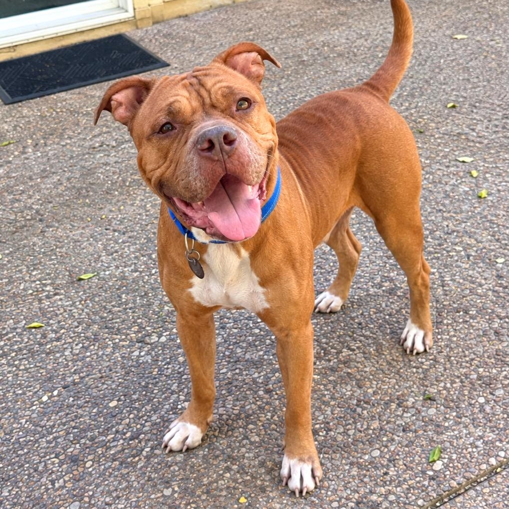 Enlarge Wally, a Adoptable mixed breed in Cambridge, OH image 4/6