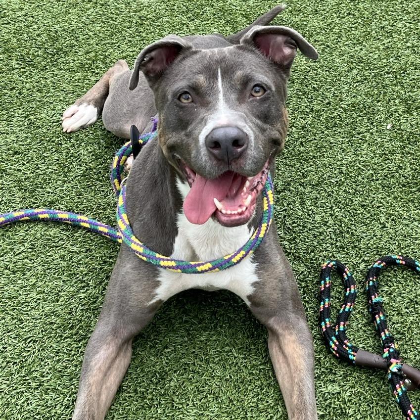 CoCo, Adoptable, Adult Female Pit Bull Terrier.