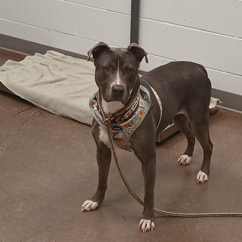 CoCo, a Adoptable Pit Bull Terrier in Chattanooga, TN image 2/6