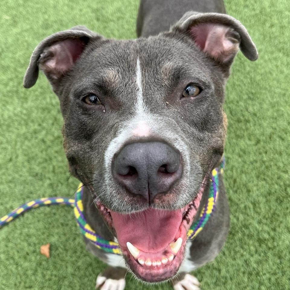 CoCo, a Adoptable Pit Bull Terrier in Chattanooga, TN image 3/6