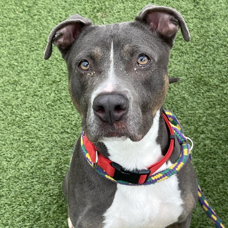 CoCo, a Adoptable Pit Bull Terrier in Chattanooga, TN image 4/6