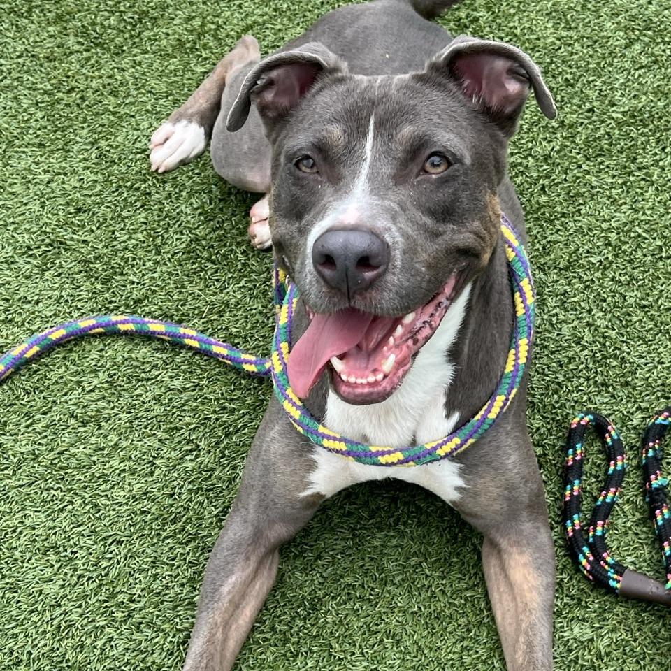 CoCo, a Adoptable Pit Bull Terrier in Chattanooga, TN image 5/6