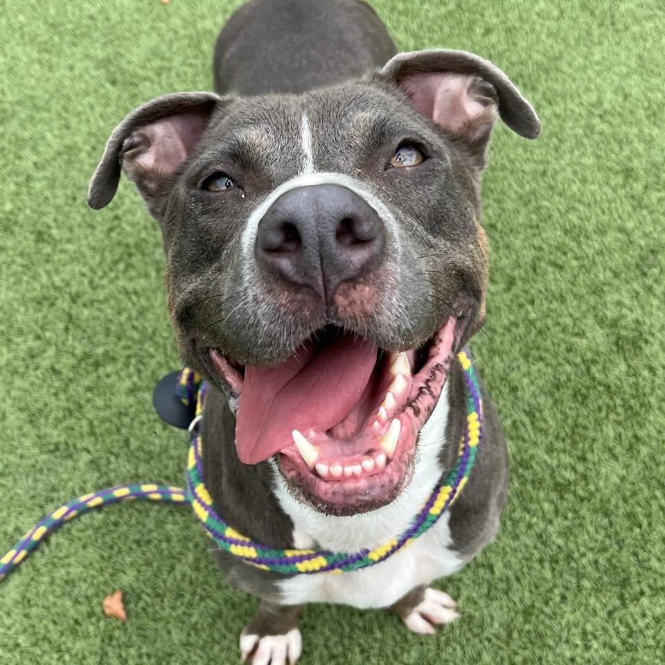 CoCo, a Adoptable Pit Bull Terrier in Chattanooga, TN image 6/6
