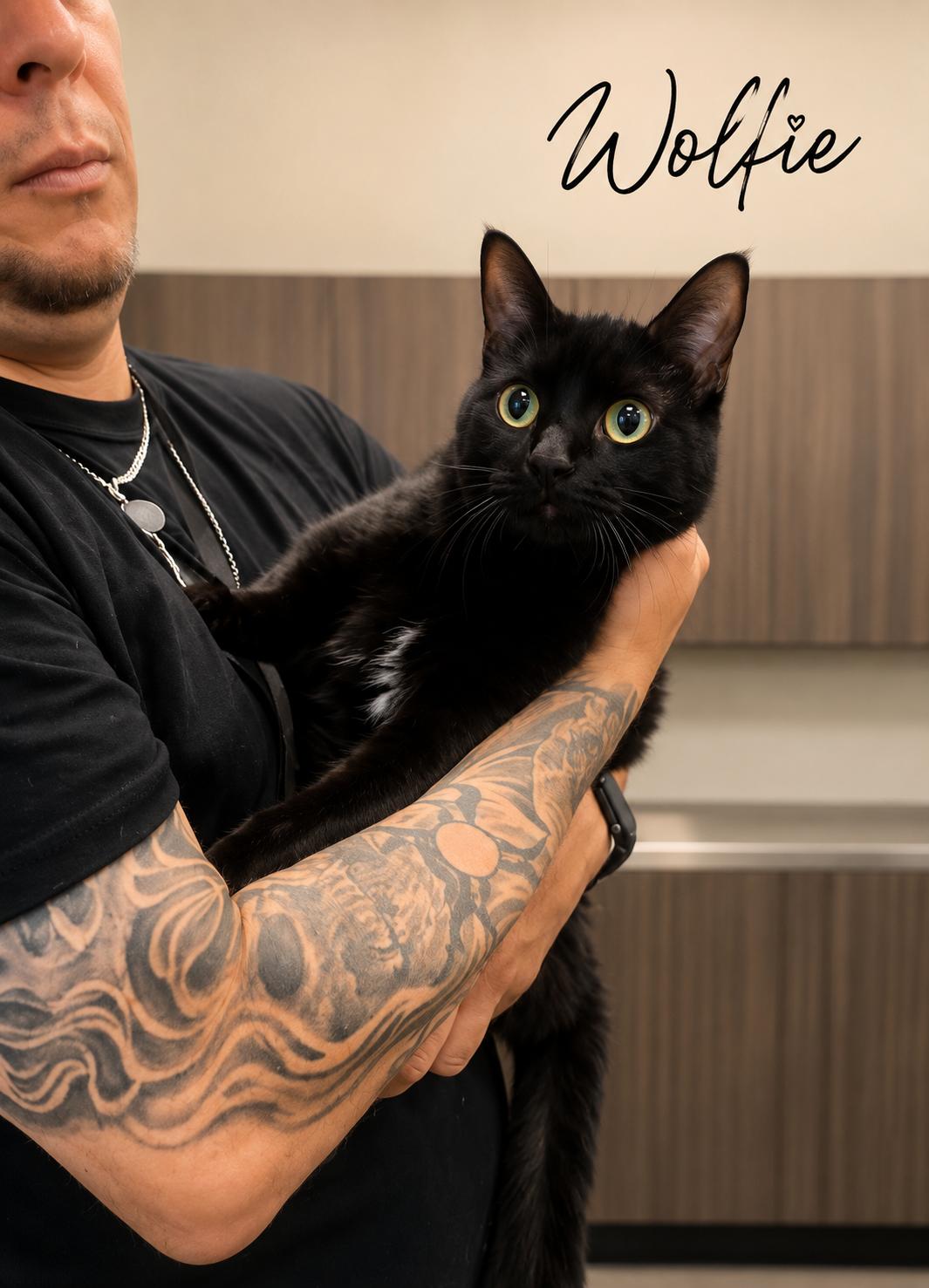 Wolfie, an adopted Domestic Short Hair in Joliet, IL image 2/2
