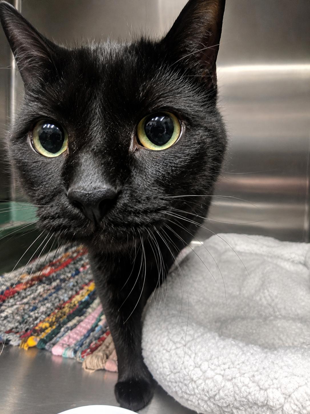 Wolfie, adopted, Adult Female Domestic Short Hair.