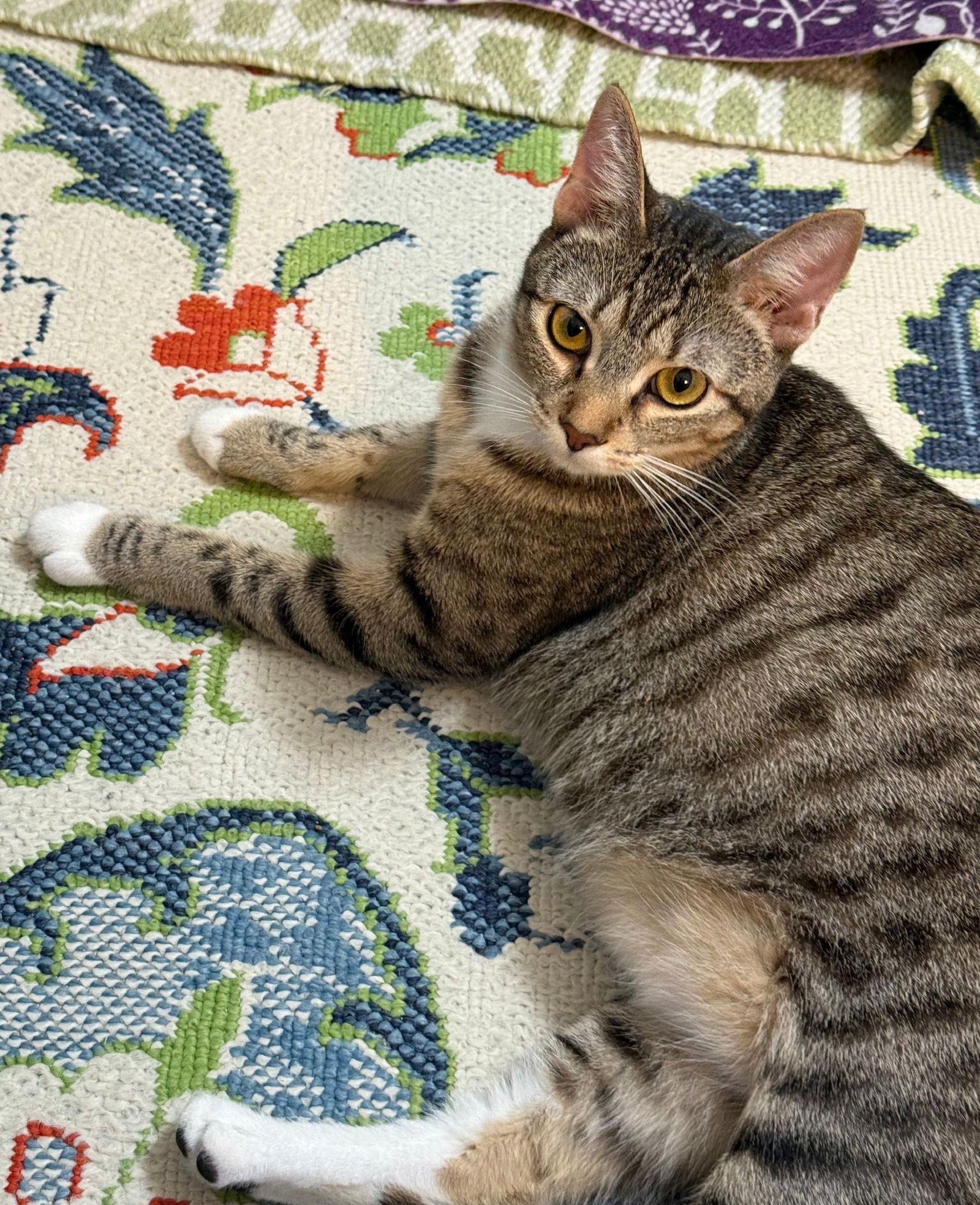 lily, Adoptable, Adult Female Tabby & Domestic Short Hair.