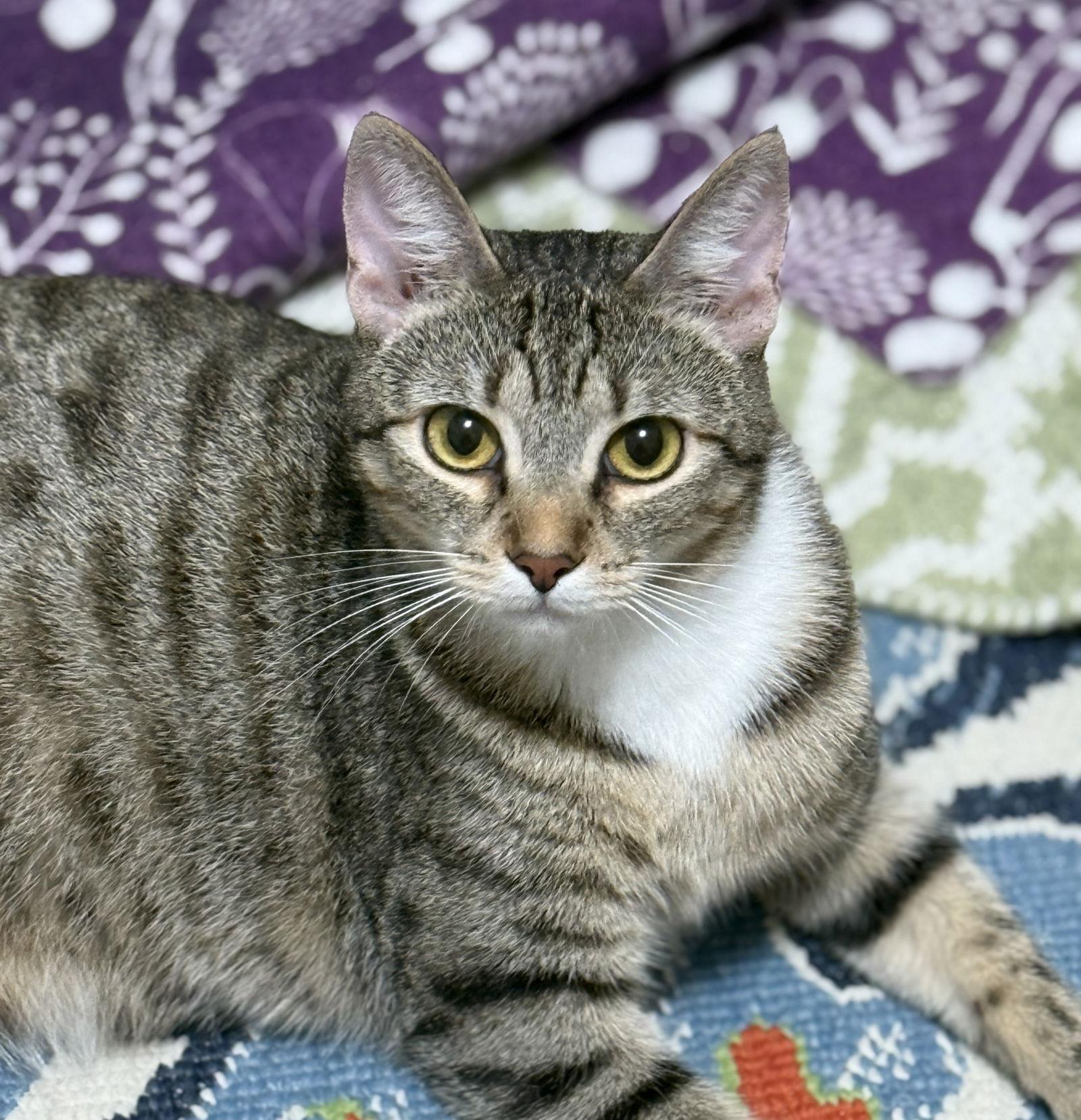 Enlarge lily, a Adoptable mixed breed in San Jose, CA image 2/3