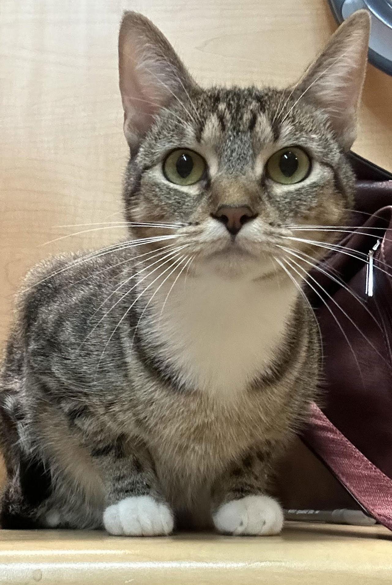 Enlarge lily, a Adoptable mixed breed in San Jose, CA image 3/3