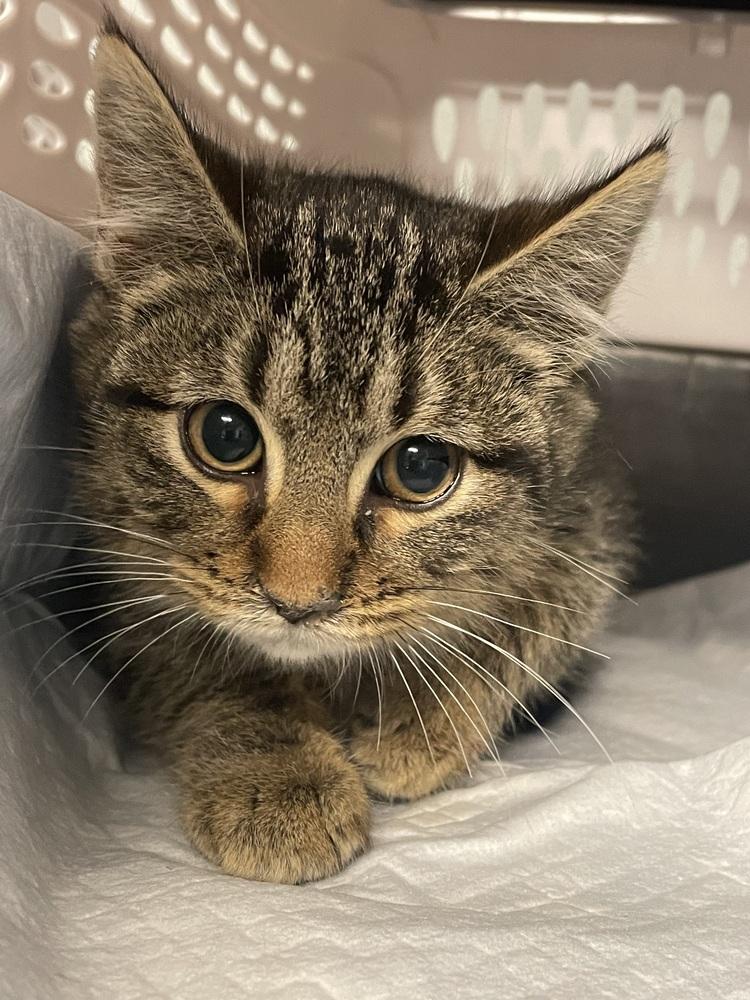 Enlarge Vixen, a Adoptable Domestic Short Hair in Metamora, IL image 1/1