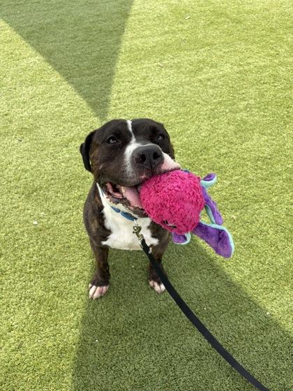 Enlarge Mack - 2, a Adoptable mixed breed in Daytona Beach, FL image 1/1