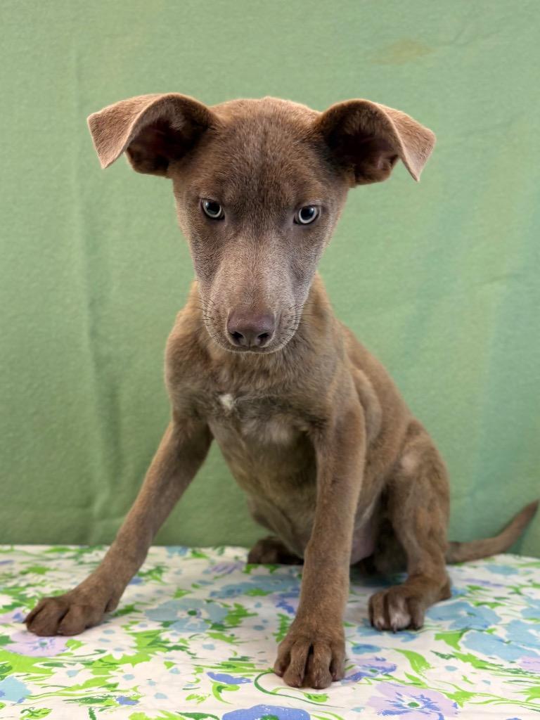 Barley, Adoptable, Puppy Female Terrier.