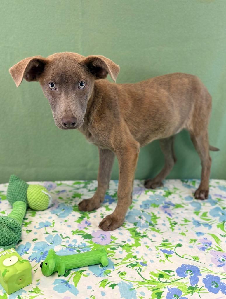 Enlarge Barley, a Adoptable Terrier in Nacogdoches, TX image 2/3