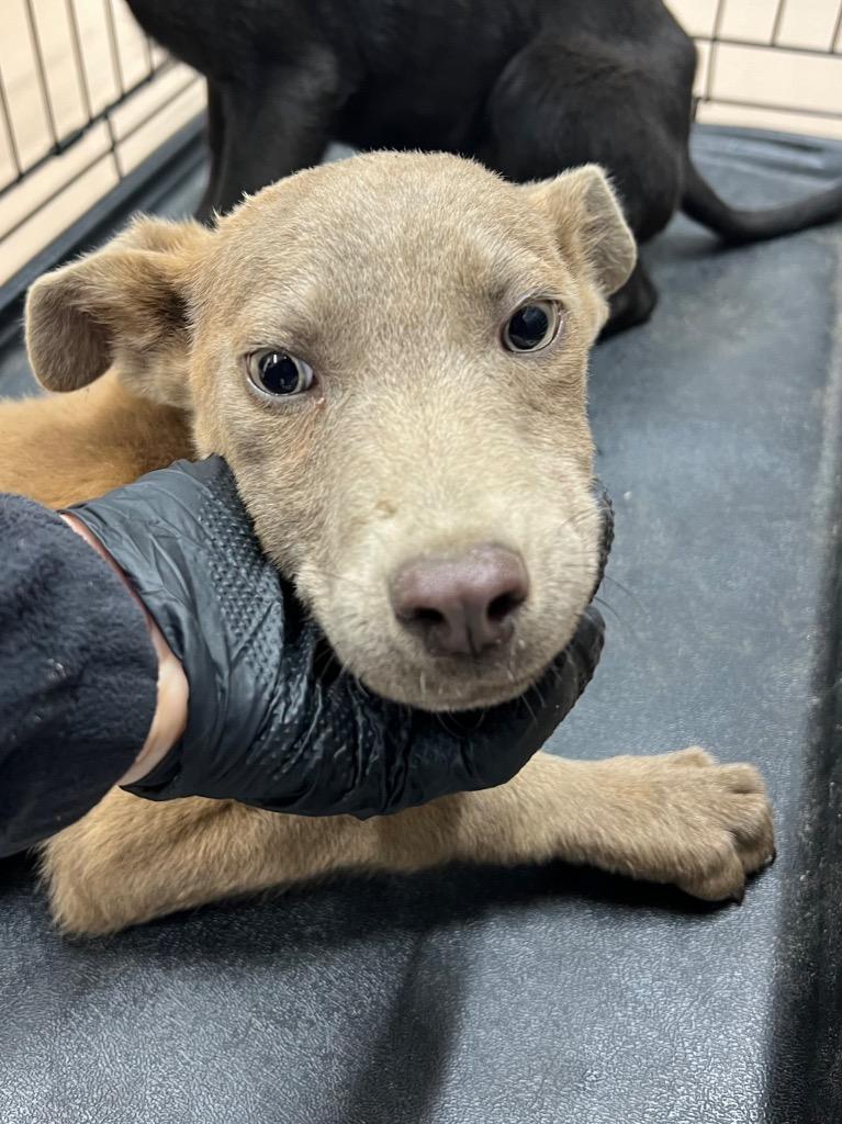 Barley, Adoptable, Puppy Female Terrier.