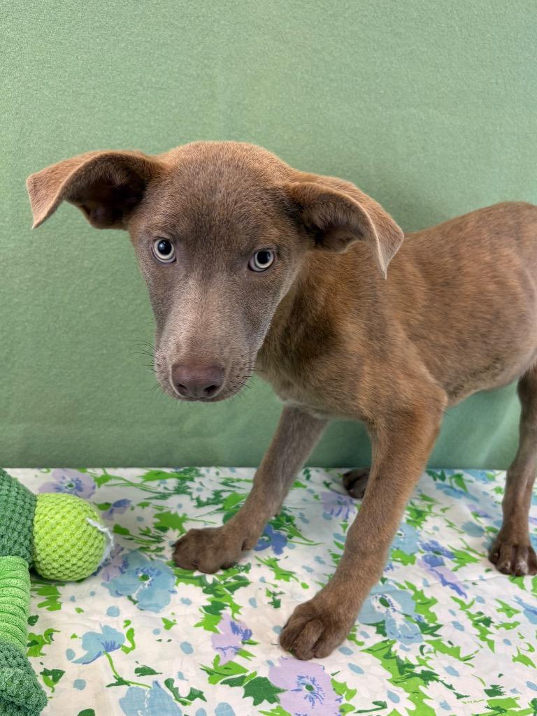 Enlarge Barley, a Adoptable Terrier in Nacogdoches, TX image 3/3