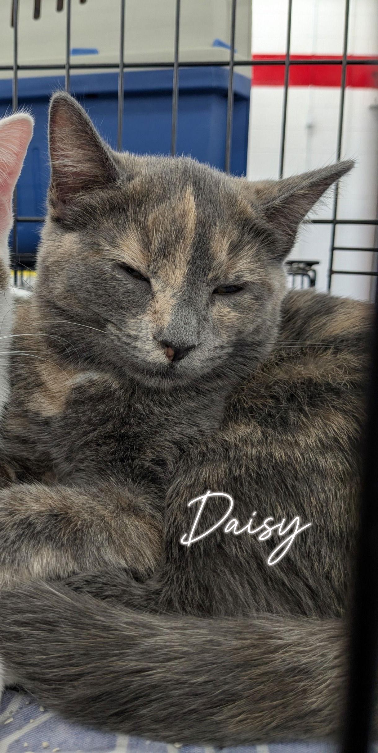 Daisy, Adoptable, Adult Female Domestic Short Hair.