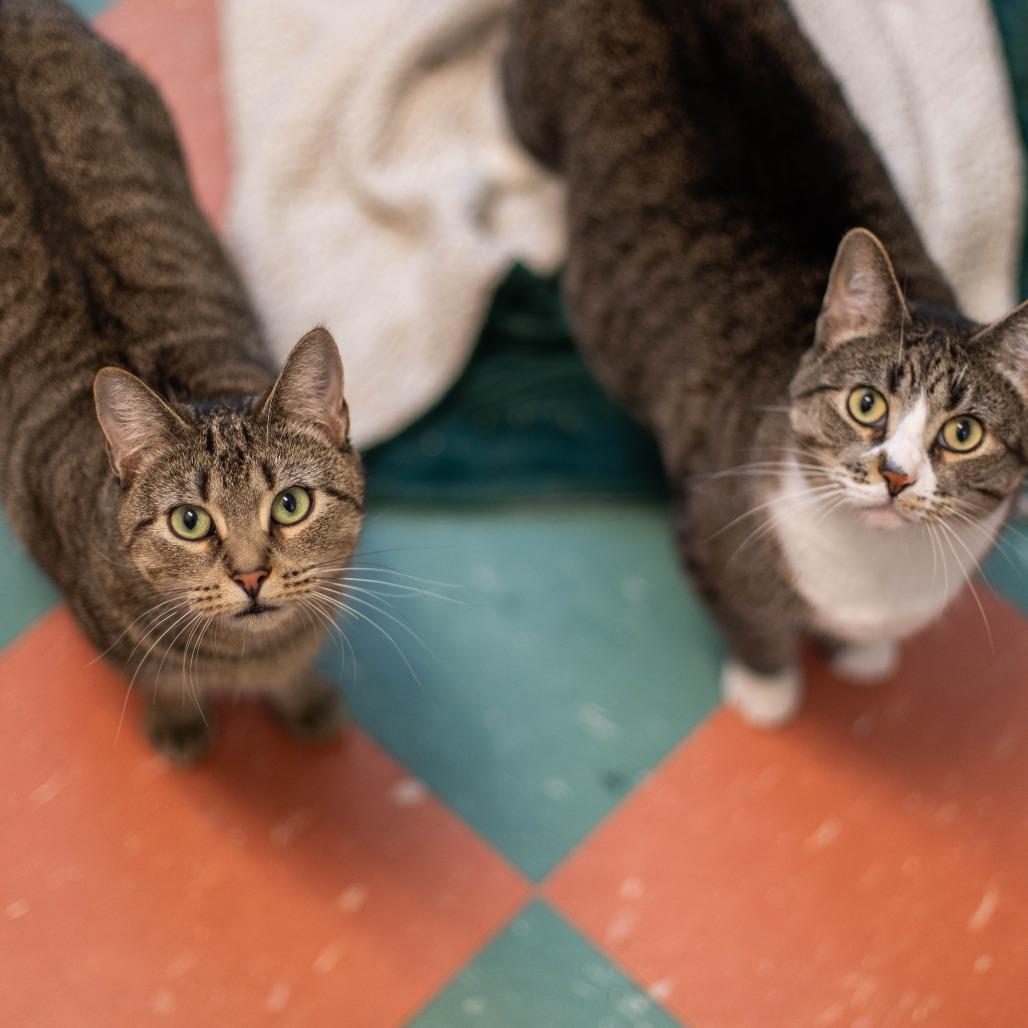 Enlarge Ivy, a Adoptable Domestic Short Hair in South Burlington, VT image 2/6