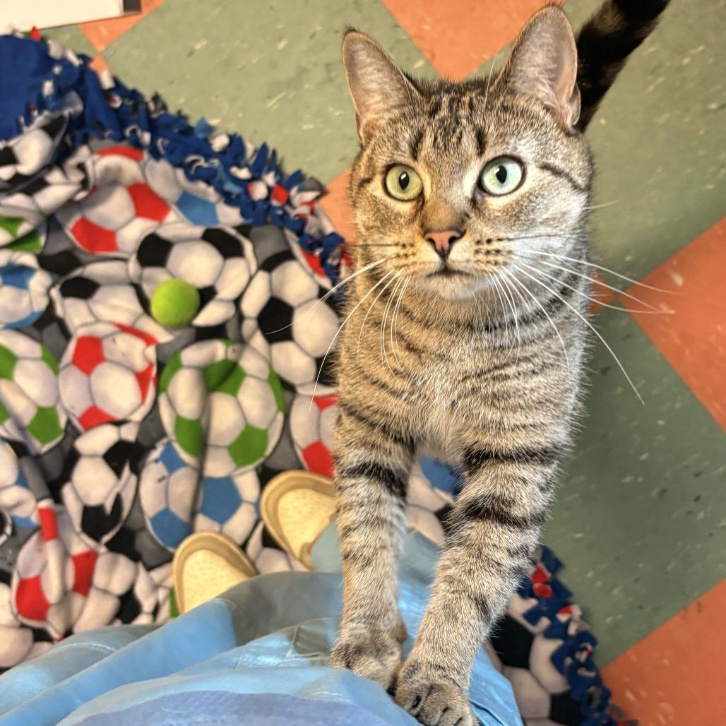 Enlarge Ivy, a Adoptable Domestic Short Hair in South Burlington, VT image 3/6