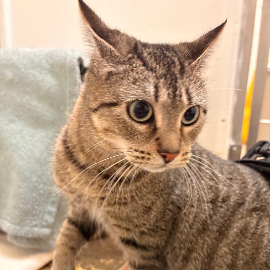 Enlarge Ivy, a Adoptable Domestic Short Hair in South Burlington, VT image 4/6