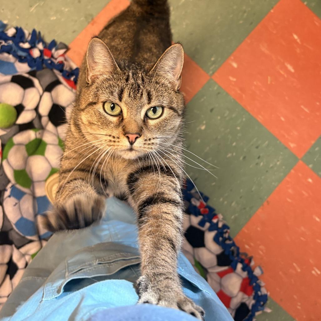 Enlarge Ivy, a Adoptable Domestic Short Hair in South Burlington, VT image 5/6