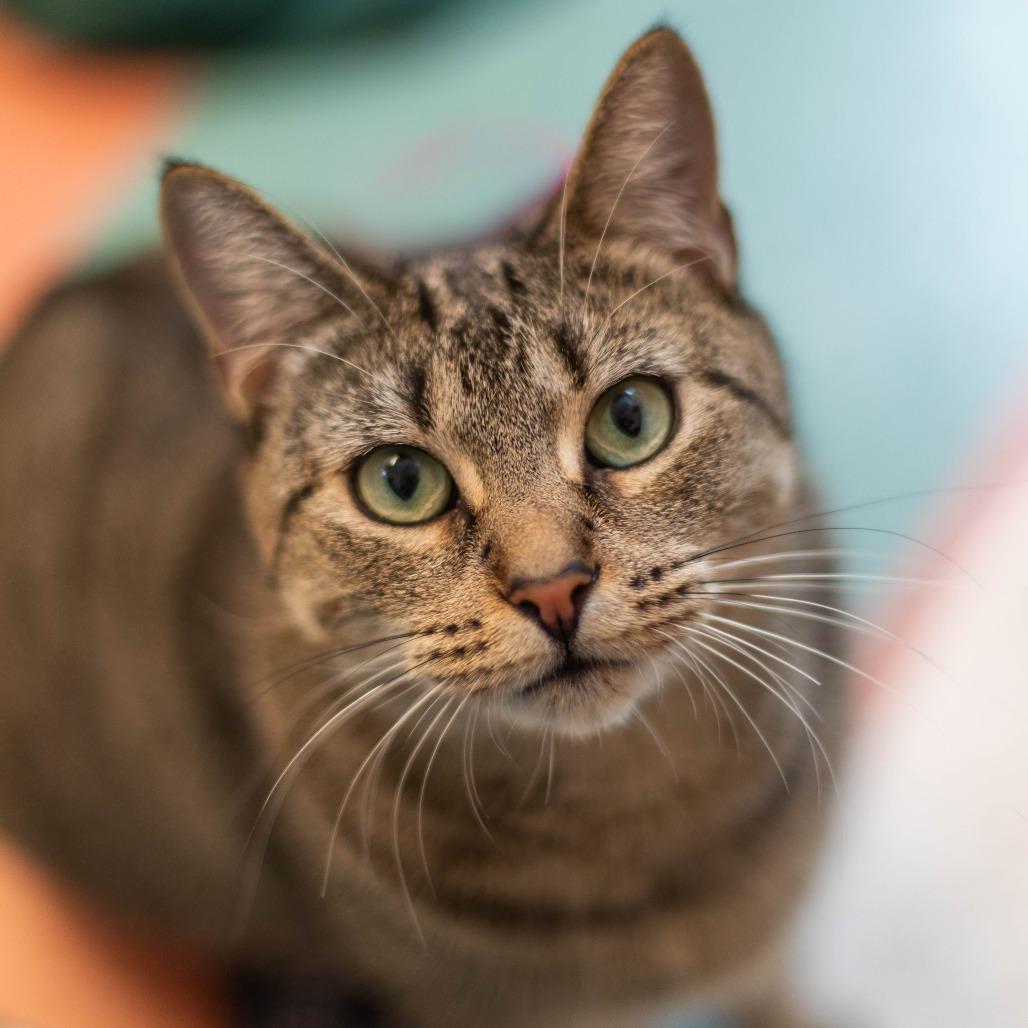 Enlarge Ivy, a Adoptable Domestic Short Hair in South Burlington, VT image 6/6