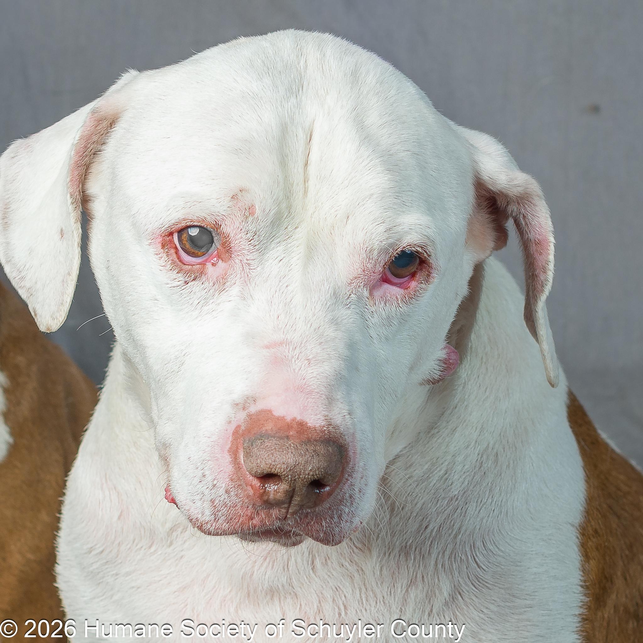 Maddox and Princess, ADOPTABLE, Senior Male Yellow Labrador Retriever & Hound.