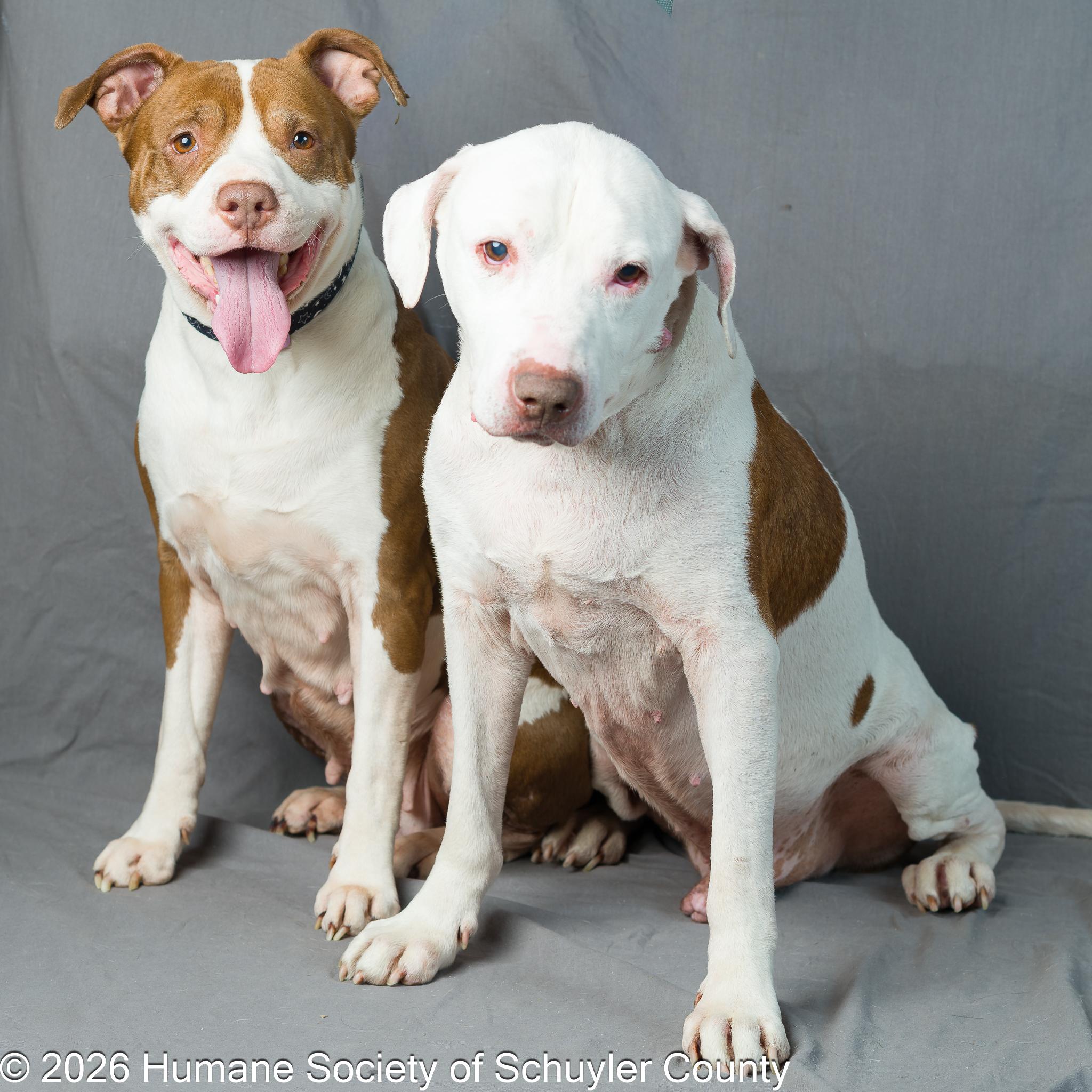 Maddox and Princess, a ADOPTABLE mixed breed in Montour Falls, NY image 2/4