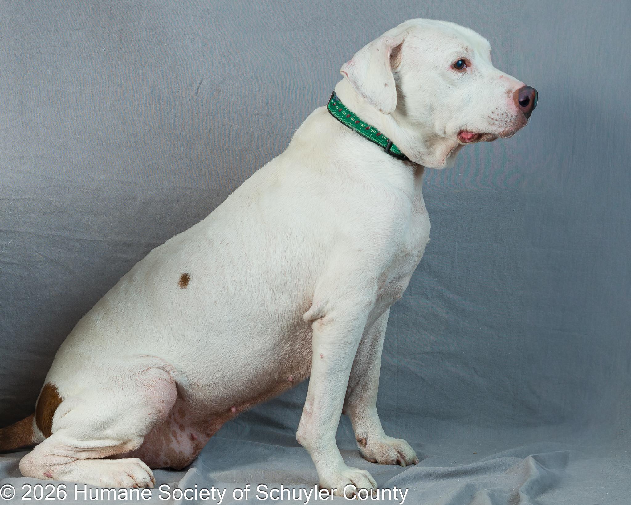 Maddox and Princess, a ADOPTABLE mixed breed in Montour Falls, NY image 4/4