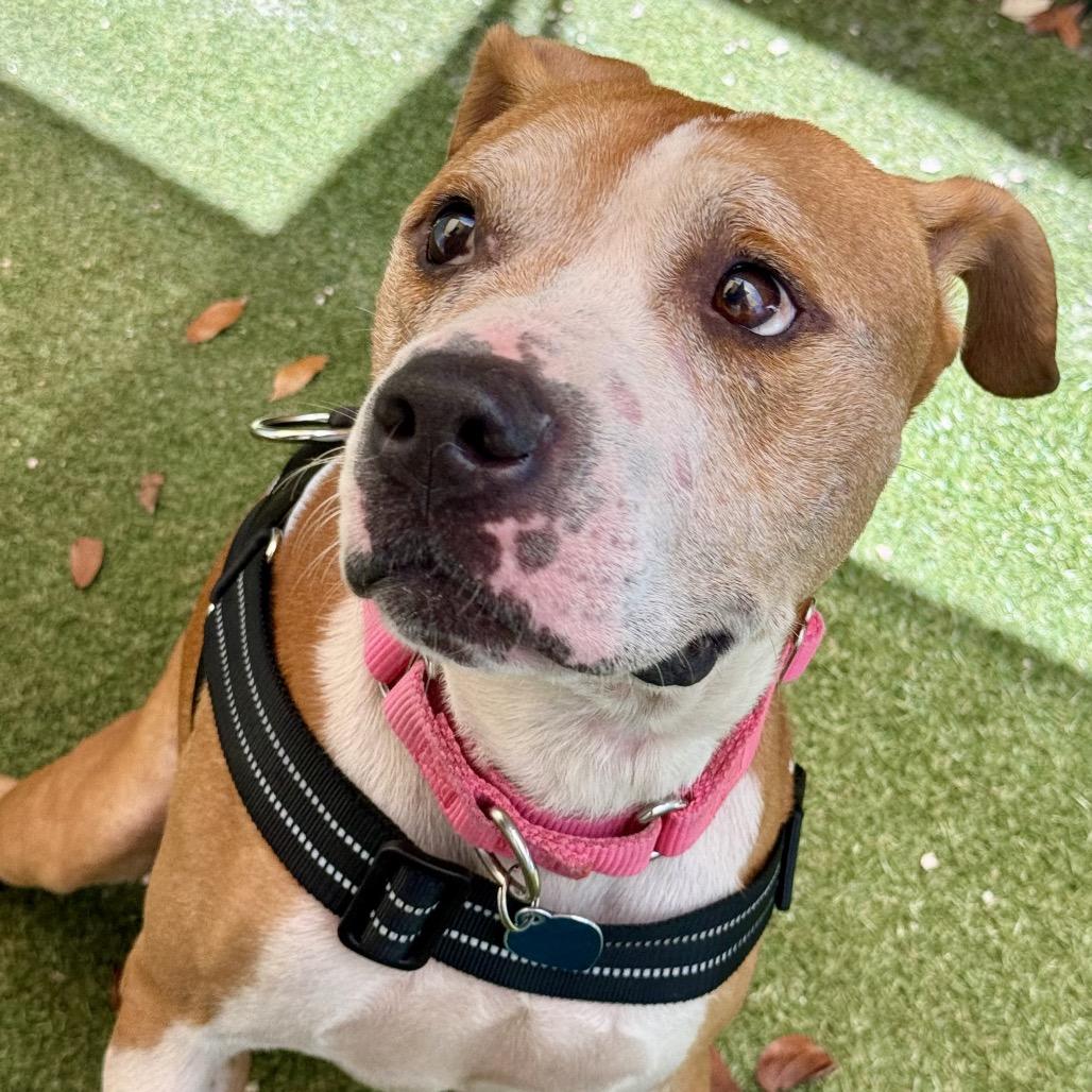 Enlarge Cristian, a Adoptable American Staffordshire Terrier in Fort Lauderdale, FL image 1/6