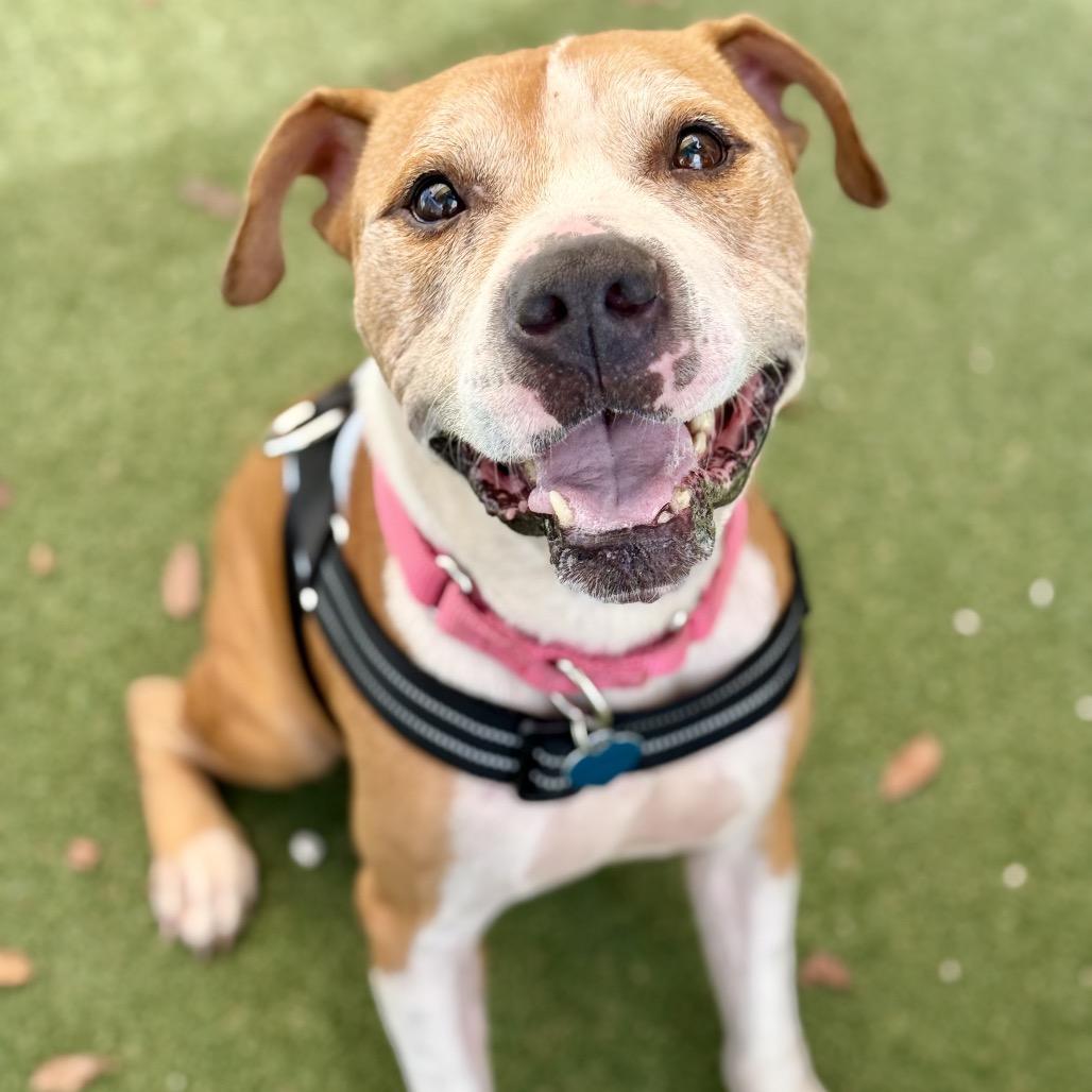Enlarge Cristian, a Adoptable American Staffordshire Terrier in Fort Lauderdale, FL image 2/6