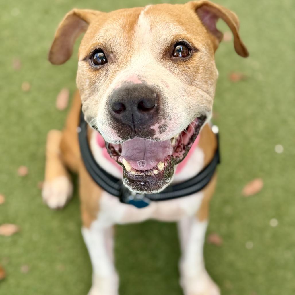 Enlarge Cristian, a Adoptable American Staffordshire Terrier in Fort Lauderdale, FL image 3/6