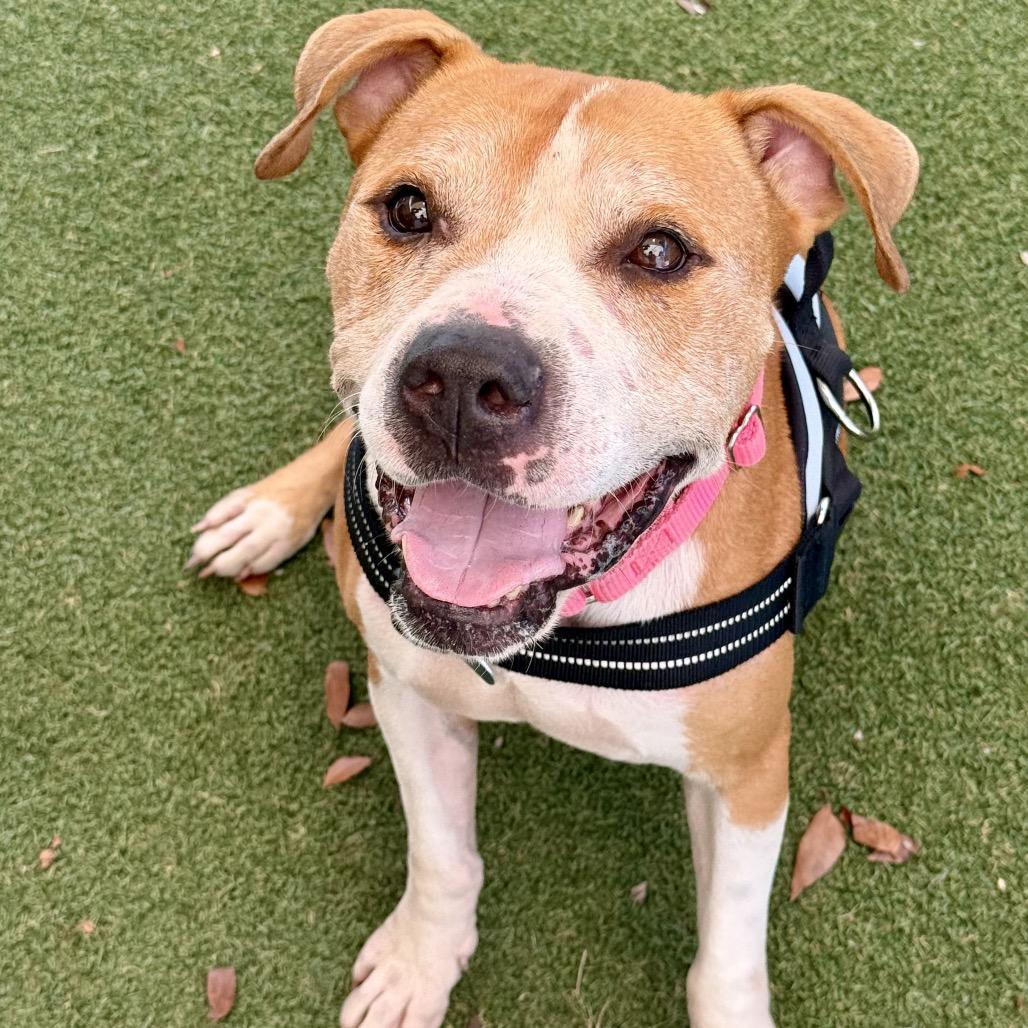 Enlarge Cristian, a Adoptable American Staffordshire Terrier in Fort Lauderdale, FL image 4/6