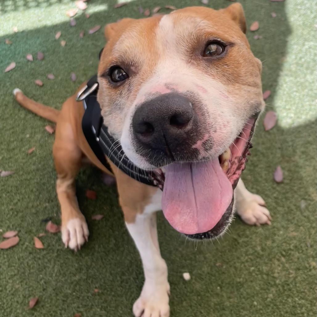 Enlarge Cristian, a Adoptable American Staffordshire Terrier in Fort Lauderdale, FL image 5/6