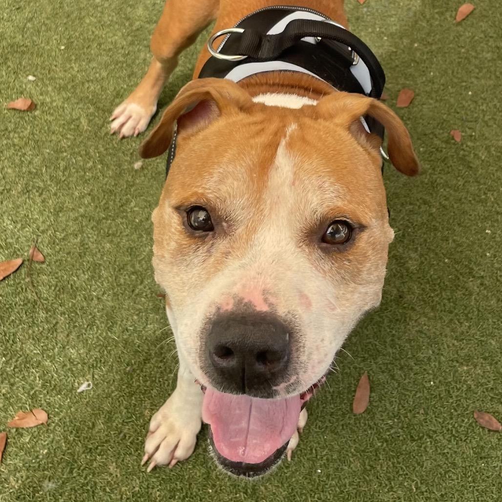 Enlarge Cristian, a Adoptable American Staffordshire Terrier in Fort Lauderdale, FL image 6/6