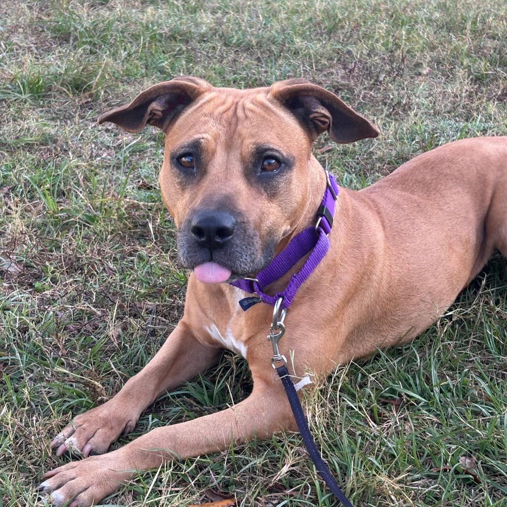 Enlarge Matilda, a Adoptable mixed breed in League City, TX image 1/5